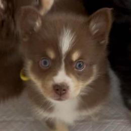 Patsy - Chocolate female Pomsky puppy in Cottrellville, Michigan from Jeanne’s Half Pint Pups