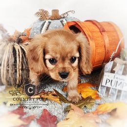 Cavalier King Charles Spaniel Puppies from Country Pups Cavaliers
