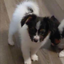 Puppy 2 - White black and tan male Papillon puppy in Harrisburg, Illinois from Joy Furey Pixy Puff Papillons