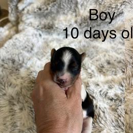 Boy - Black tan and white male Biewer Terrier puppy in Chester, South Carolina from Classic Biewers