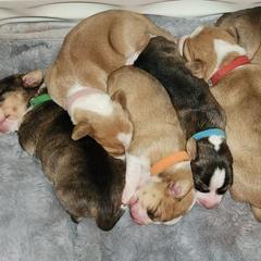 Drever and Mastiff Puppies from Cedarhollow