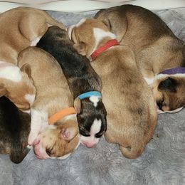 Drever and Mastiff Puppies from Cedarhollow