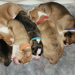 Drever and Mastiff Puppies from Cedarhollow