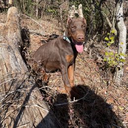 Doberman Pinscher Puppies from Lilo & Stitch Kennels