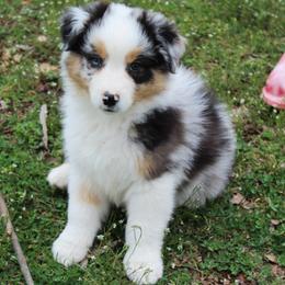 Quest - Blue merle male Australian Shepherd puppy in Kansas, Oklahoma from Windy G Farm