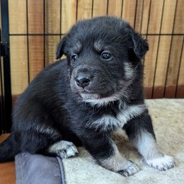 Lapponian Herder Puppies from Maalattu Koirankoppi Lapponian Herders