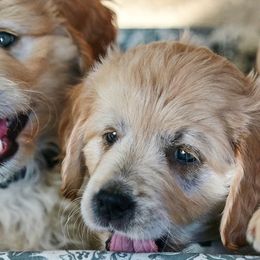 Goldendoodles and Golden Retrievers from Selah Springs Puppies