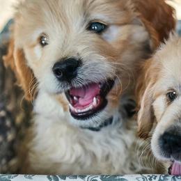 Goldendoodles and Golden Retrievers from Selah Springs Puppies