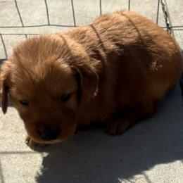 Sunshine Yellow Girl - Golden female Golden Retriever puppy in Rockwell, North Carolina from KnL Golden Acres