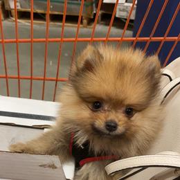Pomeranian and Shih Tzu Puppies from GA Designer Puppies