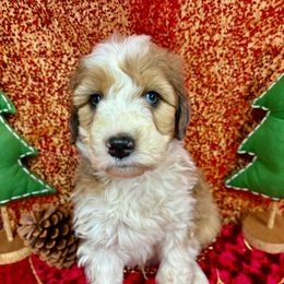 Mel - Brown merle male Aussiedoodle puppy in Marshall, Arkansas from Buffalo River Puppies