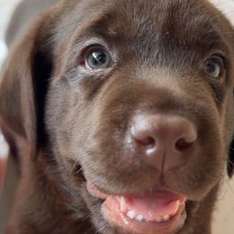 Labrador Retrievers from Oksana Soroka