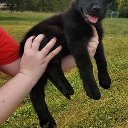 German Shepherd Puppies from Sheldon Shepherds LLC