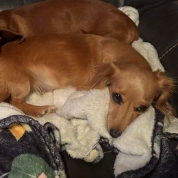 Cassidy - Dachshund