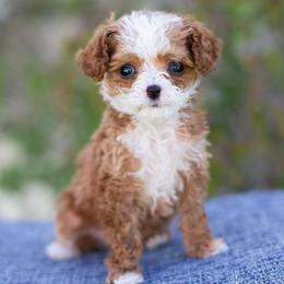 Luna - Pink Collar Girl - Red female Cavapoo puppy in Highland, Utah from Angel Pups Deluxe