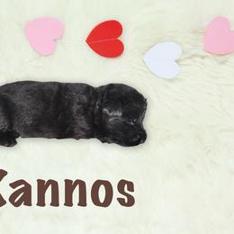 Xannos - Black male German Shepherd puppy in Graham, Washington from Wildeflecken Shepherds