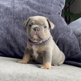 Purple - Tricolors female French Bulldog puppy in Bolingbrook, Illinois from Yara the Frenchie
