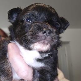 Boy 1 - Black and white male Chihuahua puppy in Lugoff, South Carolina from Cutie Pie Chihuahua's
