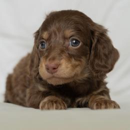 Winnie the Pooh - Chocolate and cream male Dachshund puppy in Memphis, Tennessee from Lone River Dachshunds