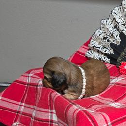 Dachshund Puppies from Snuggle Snoot Doxies