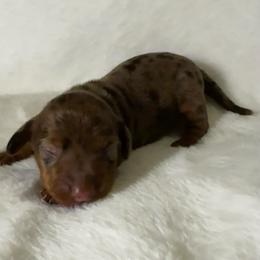 Rhett - Dapple male Dachshund puppy in Glen Saint Mary, Florida from 🍯 Honey Pot Dachshunds 🐾