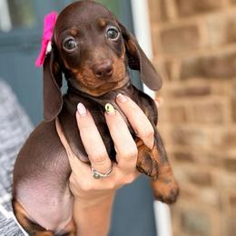 Valrhona - Chocolate and tan female Dachshund puppy in Marion, Ohio from Doodles & Doxies
