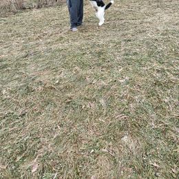 Scooty (PRICE DROP) - Sable Poodle puppy in Belgrade, Maine from Mere Point Poodles