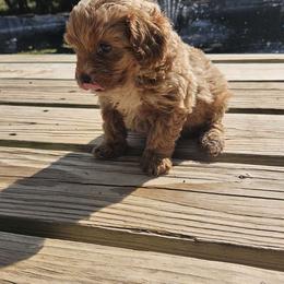 Cavapoo, Cockapoo, Goldendoodle, and Maltipoo Puppies from Perdue Puppies