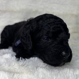 Louisiana aka Louis - Black male Goldendoodle puppy in Cleveland, Georgia from The O.G. Doodles