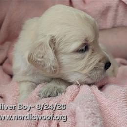 Silver Boy - Light golden male Golden Retriever puppy in Peoria, Arizona from Nordic Woof's Golden Retrievers