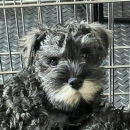 Miniature Schnauzer puppies from Hafen Miniature Schnauzers