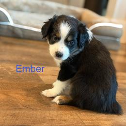 Ember - Black tri female Miniature Australian Shepherd puppy in Austin, Texas from Dripping Springs Mini Aussies