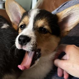 Cardigan Welsh Corgis and Pembroke Welsh Corgis from Valentine Ranch