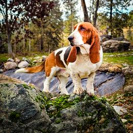 Omen - Basset Hound