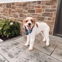 Gunner - Poodle