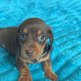 Hank - Chocolate male Dachshund puppy in Grass Valley, California from Mis Doxie