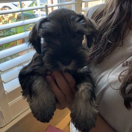 Miniature Schnauzer Puppies from Dirty Beard Mini Schnauzers