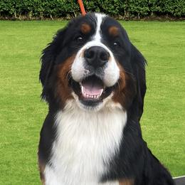 Bernese Mountain Dogs and Golden Retrievers from N.W. Mountain Retrievers