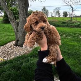 Luigi - Red  male Goldendoodle puppy in Forest, Ohio from Mini Doodle Buddies