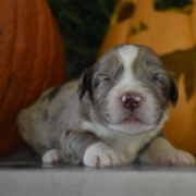 Aussiedoodle and Goldendoodle Puppies from Plumcreek Acres