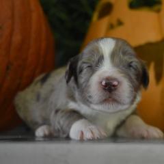 Aussiedoodle and Goldendoodle Puppies from Plumcreek Acres