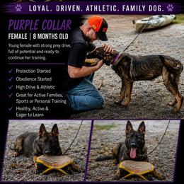 Purple collar - Sable female German Shepherd puppy in Elijay, Georgia from Mission K9