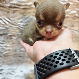 Clarice's light chocolate and tan - Chocolate and tan female Chihuahua puppy in Richmond, Virginia from Breens