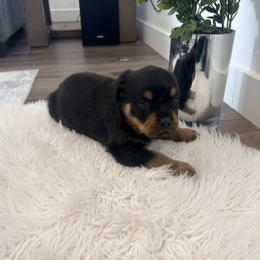 Nika - Black and mahogany female Rottweiler puppy in Parker, Colorado from Denver Rotties