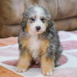 Boho (socialization program grad) - Blue merle male Bernedoodle puppy in Dundee, Ohio from Down Home Doodle