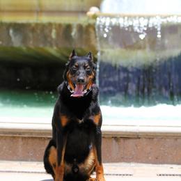 Bourbon CGC - Black and rust male Beauceron puppy in Rockwall, Texas from Elitehaus