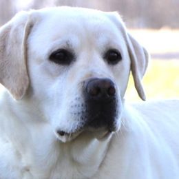 Labrador Retrievers from Ruby Rose Labradors