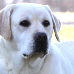 Labrador Retrievers from Ruby Rose Labradors