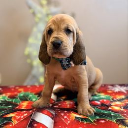 TBD-1 pick reserved 1 spot open - Red female Bloodhound puppy in Inman, Nebraska from Sandhill Hounds of Nebraska