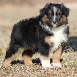 Emerald - Black tri-color male Australian Shepherd puppy in Quapaw, Oklahoma from Rocky Hill Aussies